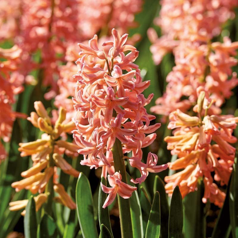 Hyazinthe 'Gipsy Queen'