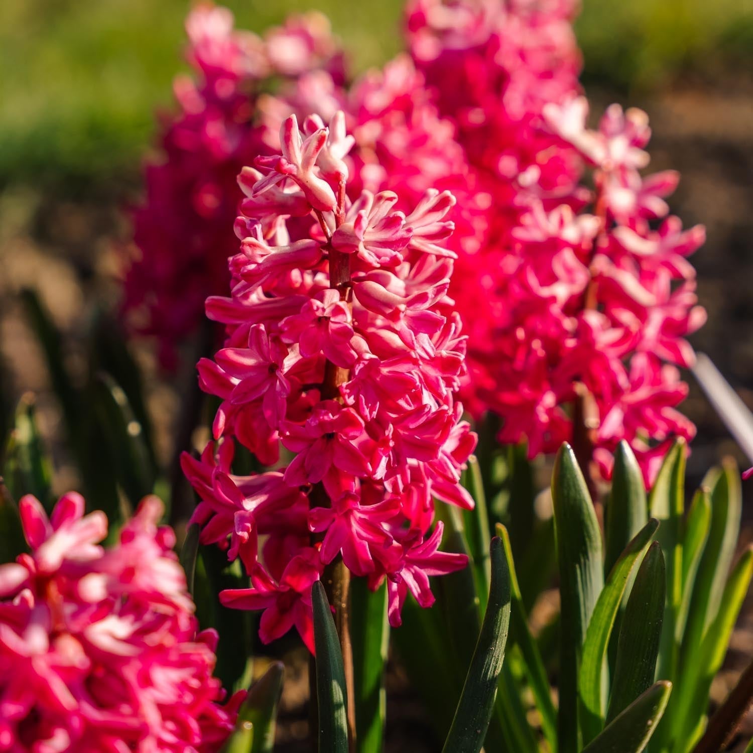 Hyazinthe 'Jan Bos'