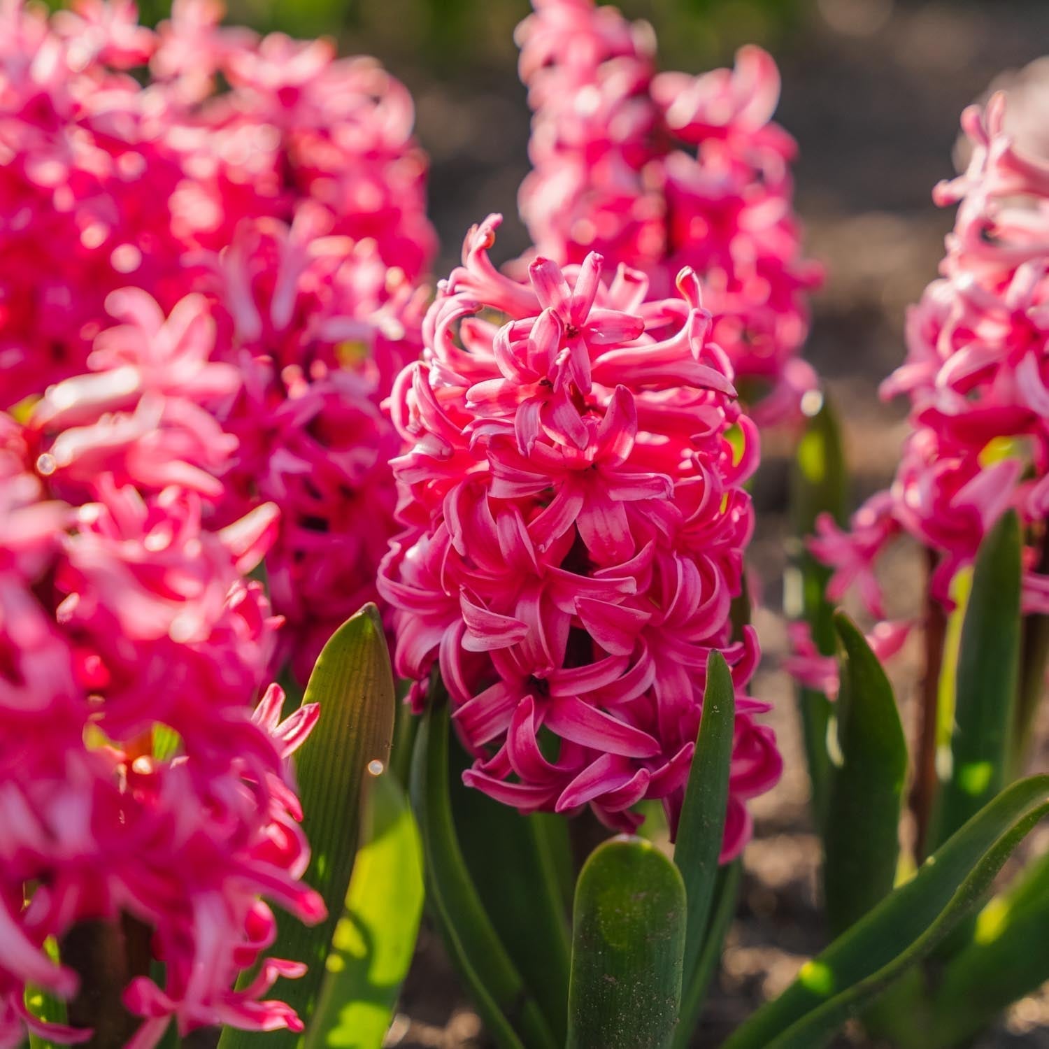 Hyazinthe 'Pink Pearl'