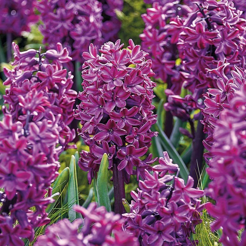 Hyazinthe 'Woodstock'