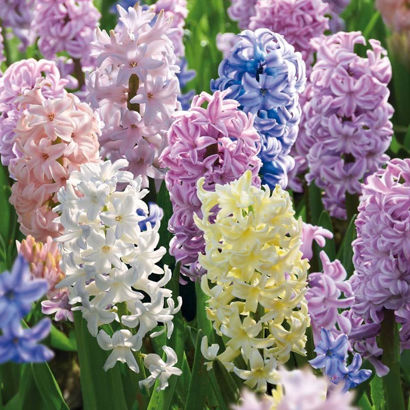 Hyazinthenmischung 'Pastel Mixed'