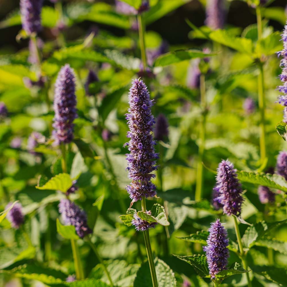 Indianerminzsamen - 150 Biosamen
