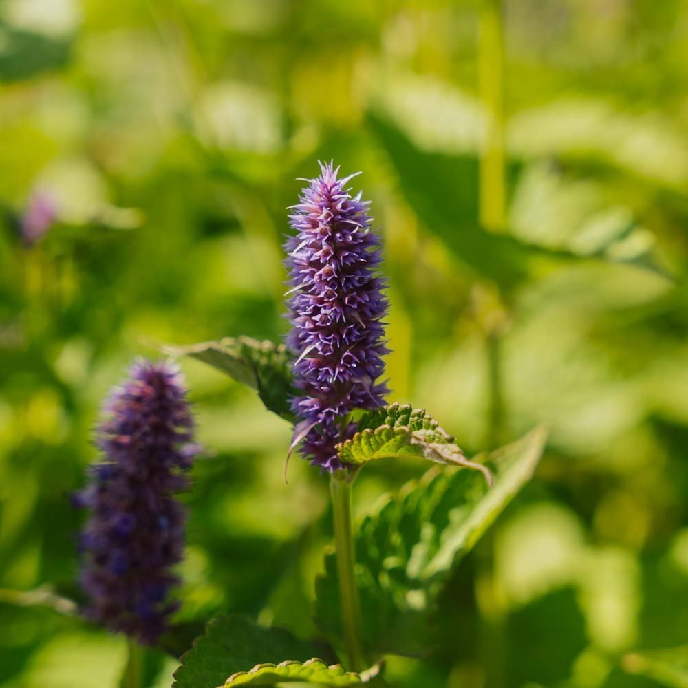 Indianerminzsamen - 150 Biosamen