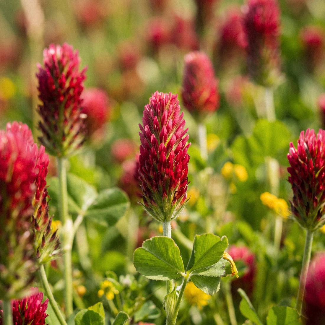 Inkarnatklee Samen 'Crimson clover' - 1000 Bio-Samen