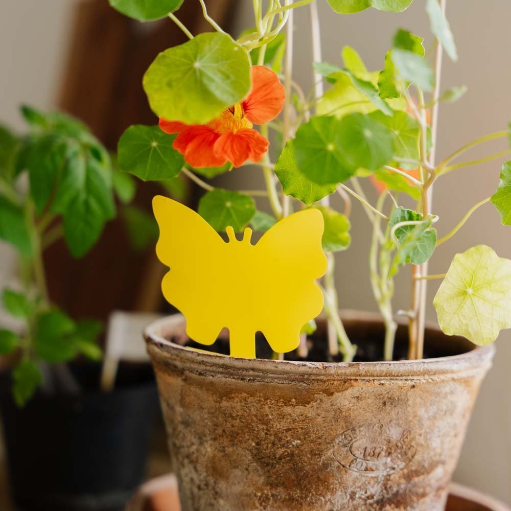 Insektfrei Fangplatten mit Motiv, 10 stück