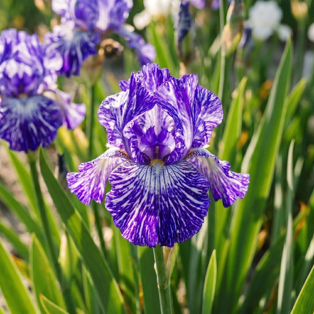 Iris 'Batik'