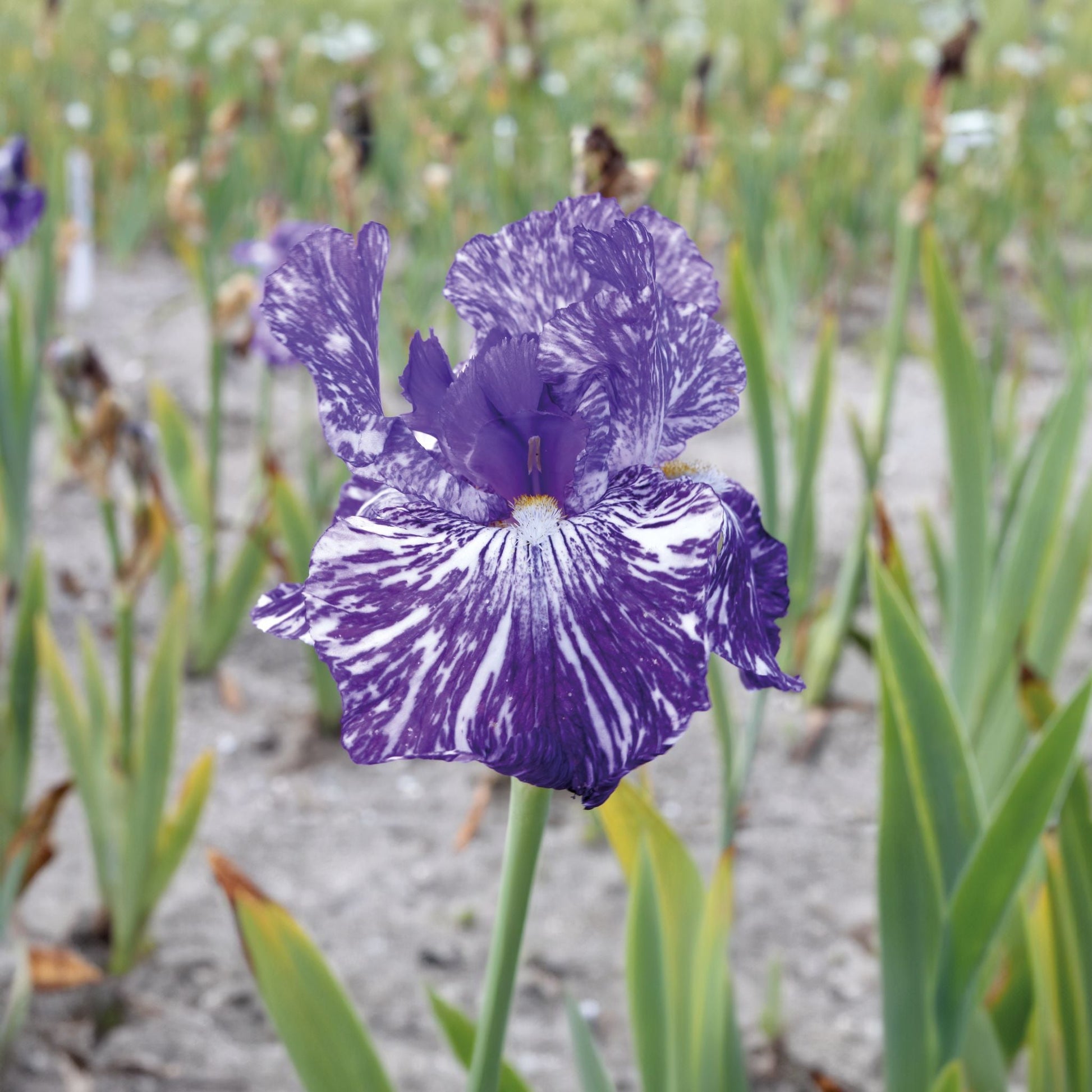 Iris 'Batik'
