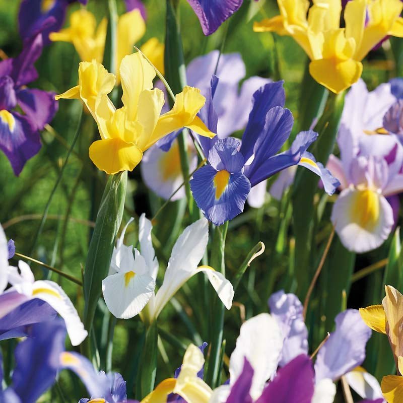 Irismischung 'Hollandica Mixed'