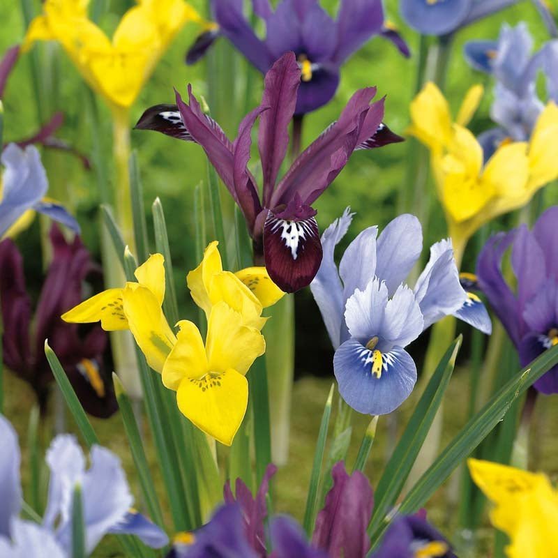 Irismischung 'Reticulata Mixed'