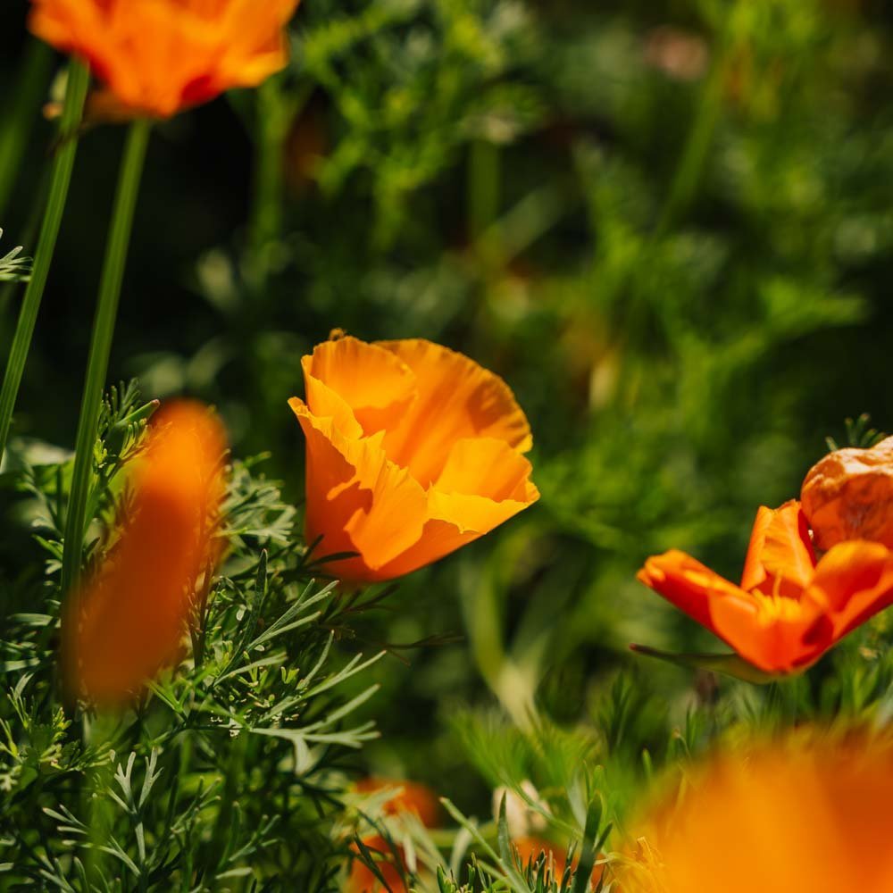 Kalifornische Mohnsamen - 100 Biosamen
