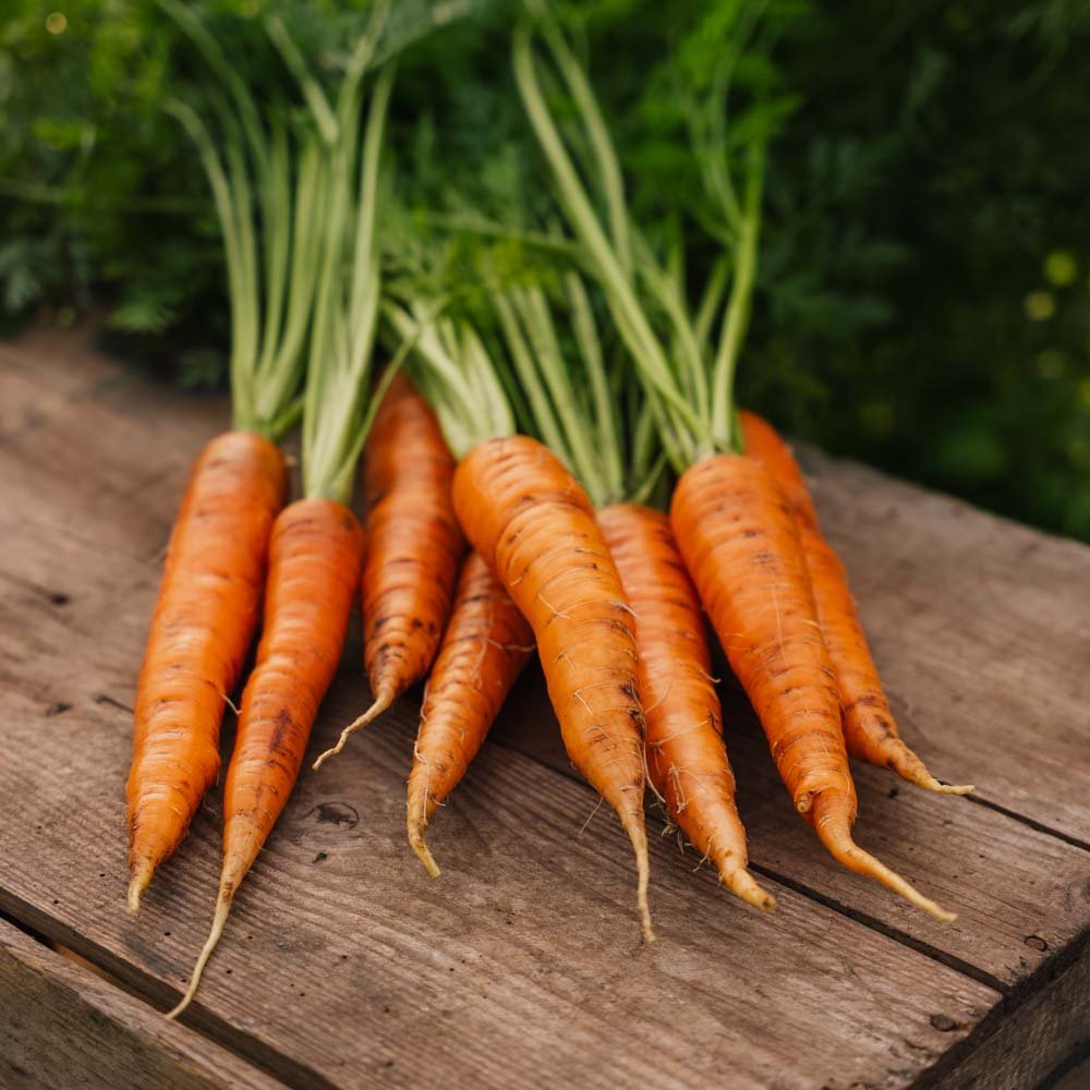 Karottensamen 'Nantes 2' - 500 Biosamen