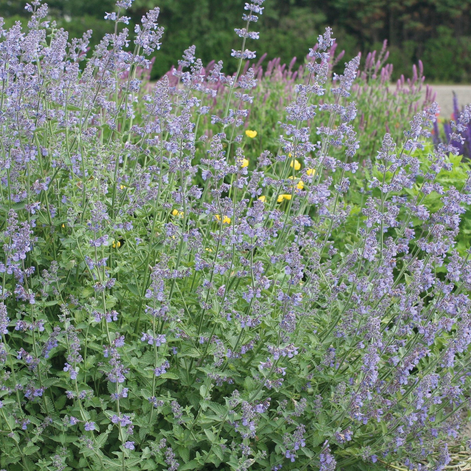 Katzenminze, Nepeta 'Six Hills Giant'