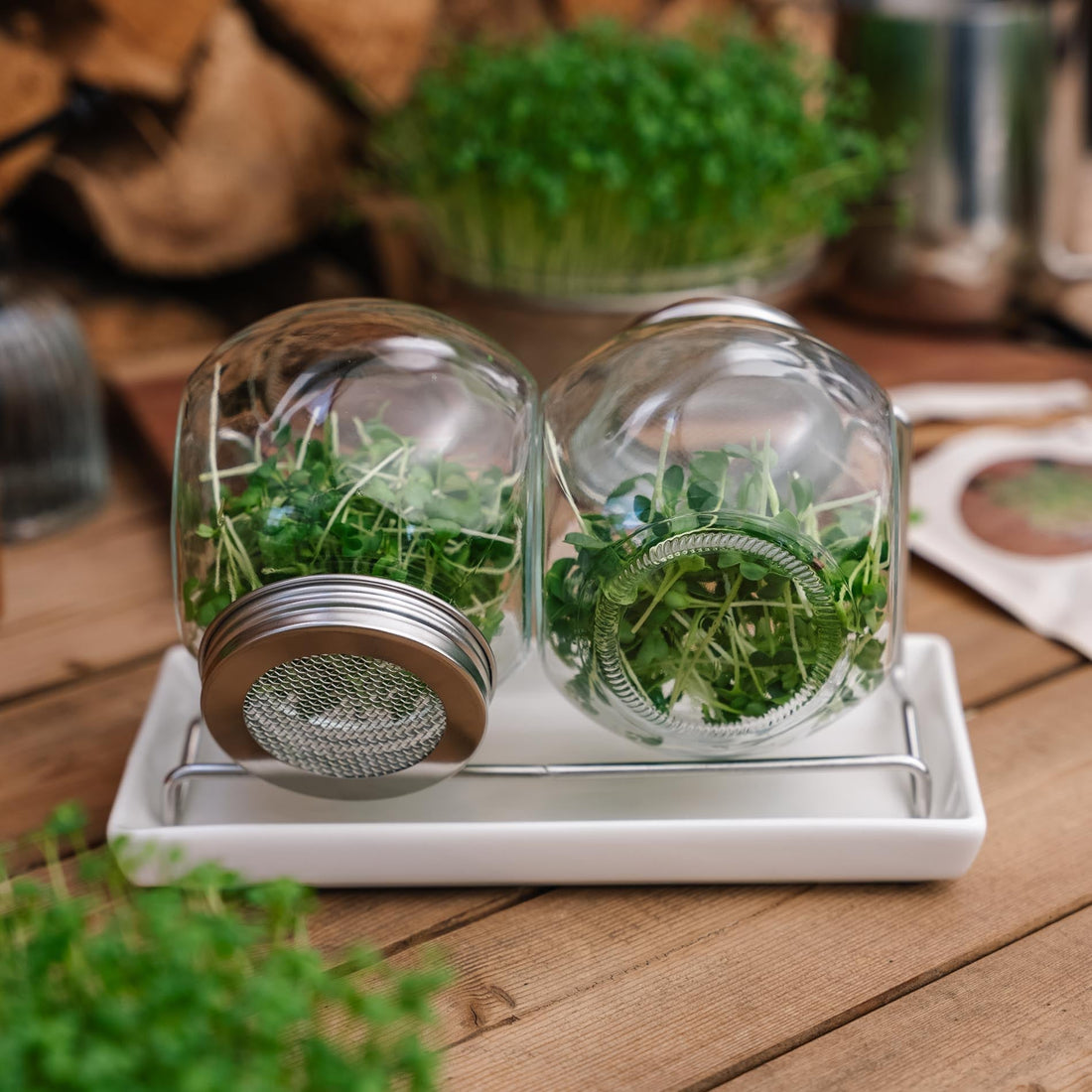 Keimglas Set mit Abtropfschale