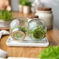 Keimglas Set mit Abtropfschale