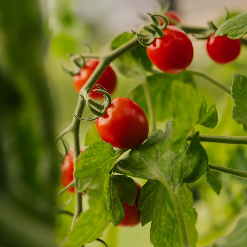 Kirschtomatensamen 'Bartelly F1' - 5 Biosamen