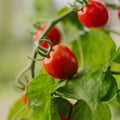 Kirschtomatensamen 'Bartelly F1' - 5 Biosamen