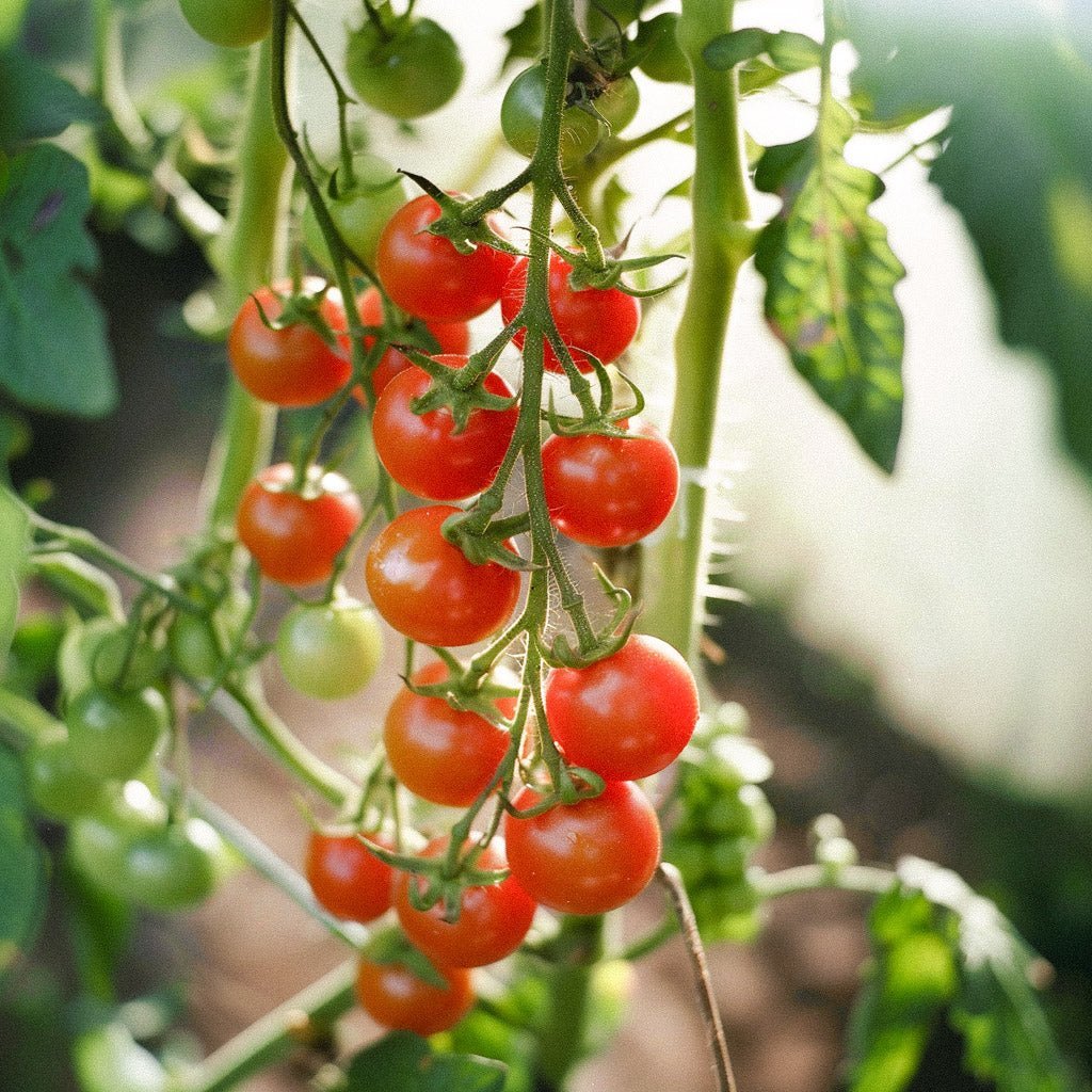 Kirschtomatensamen 'Cerise' - 30 Biosamen