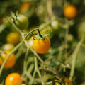 Kirschtomatensamen 'Yellow Clemetine' - 20 Biosamen