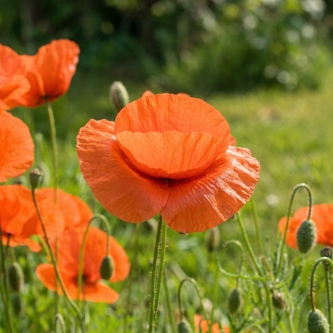 Klatschmohnsamen 'Common poppy' - 700 Bio-Samen