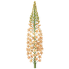 Steppenkerze wurzelnackt / Eremurus