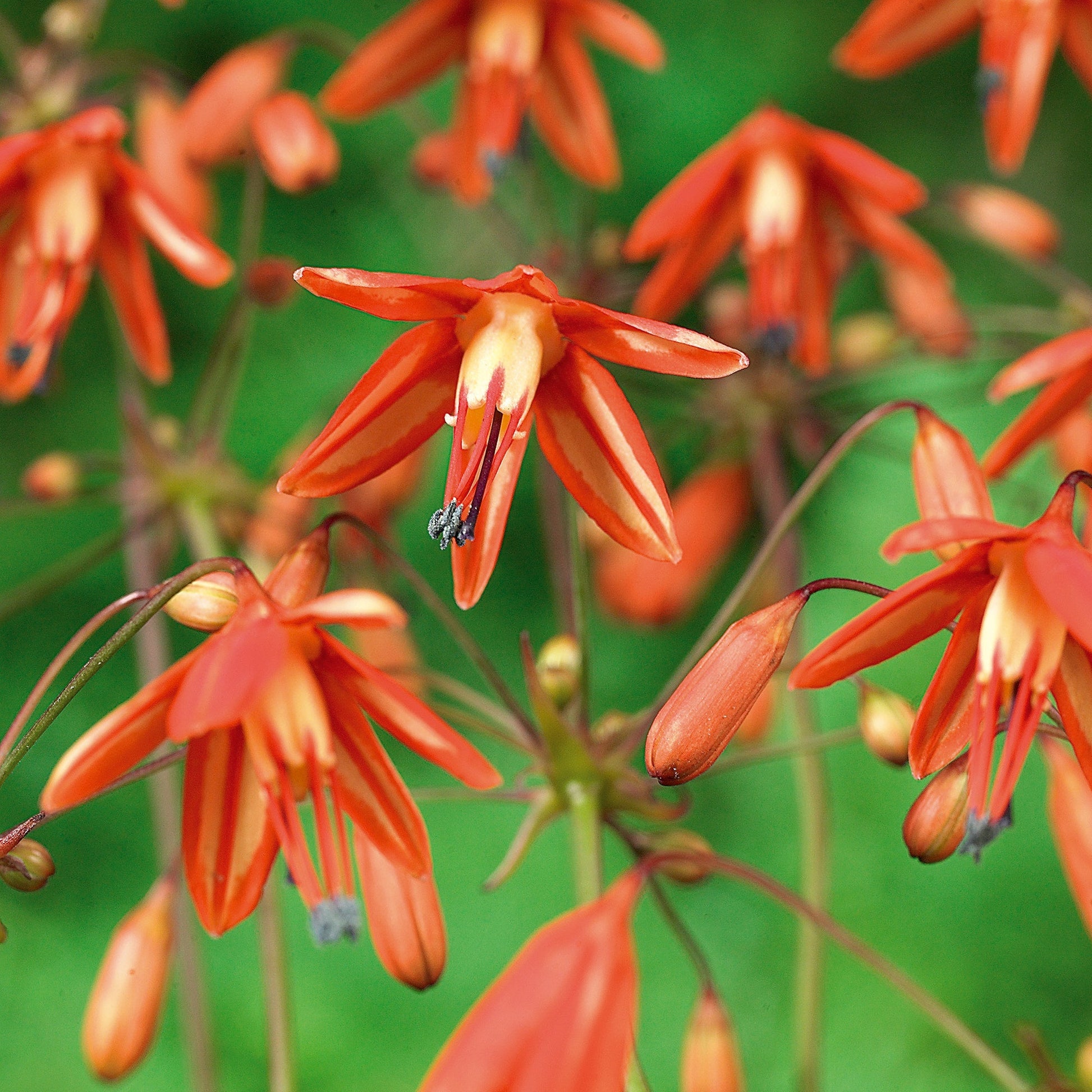 Koraldråber, Bessera elegans