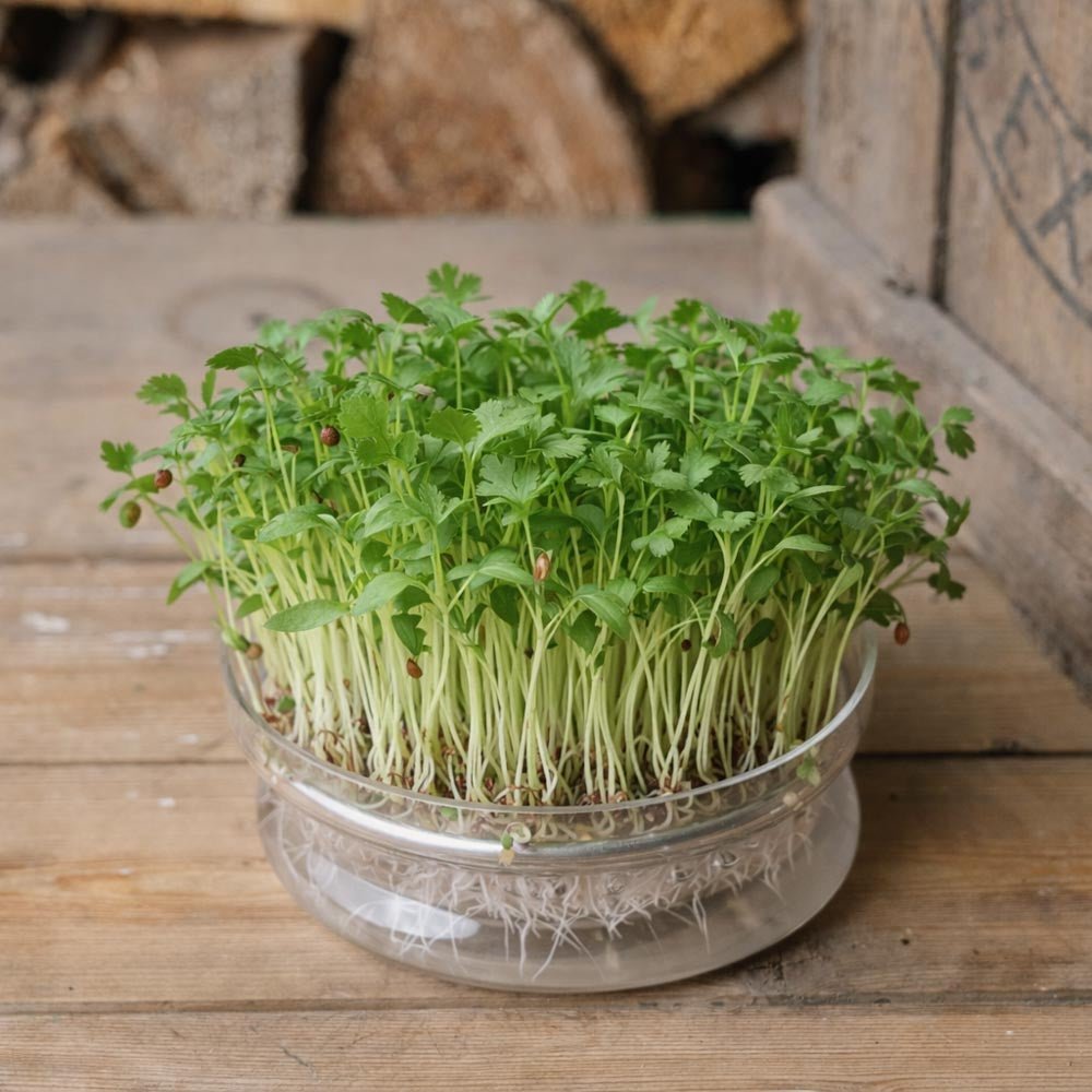 Koriander (ganz) Microgreens Samen - 1300 Biosamen