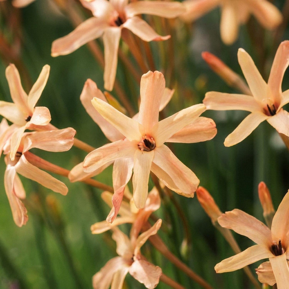 Kornlilie, Ixia 'Eos'