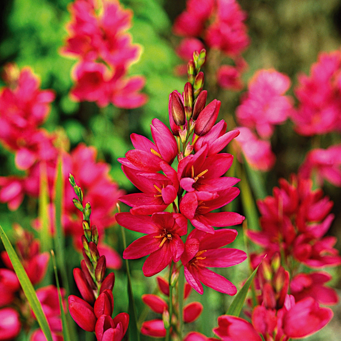 Kornlilie, Ixia 'Mabel'