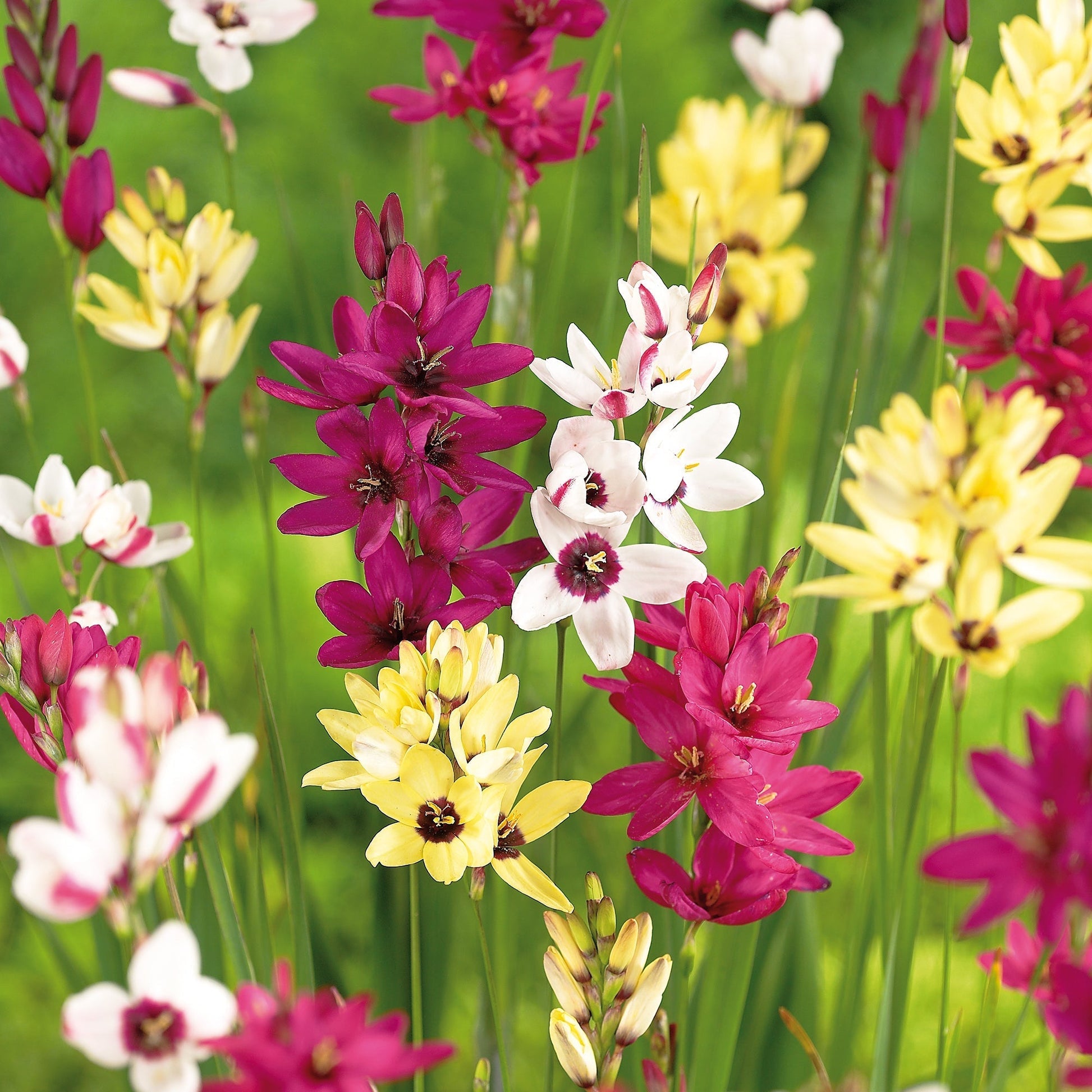 Kornlilie, Ixia 'Mixed'