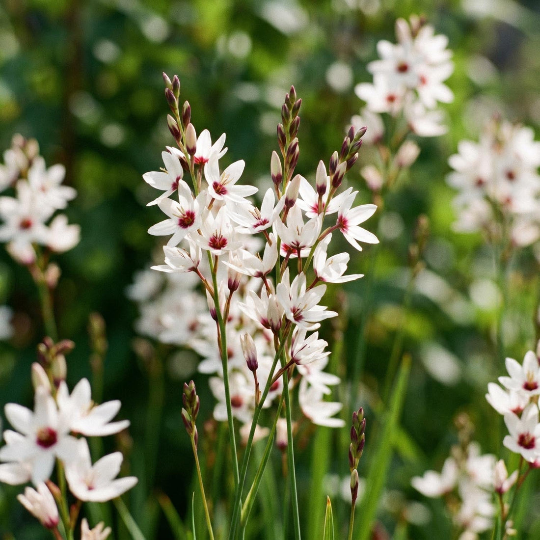Kornlilie, Ixia 'Spotlight'