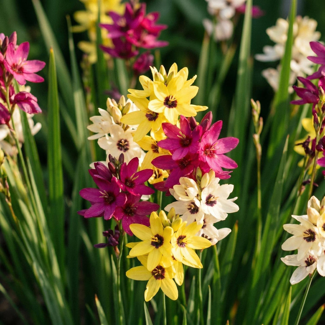 Kornliliemischung, Ixia 'Mixed'