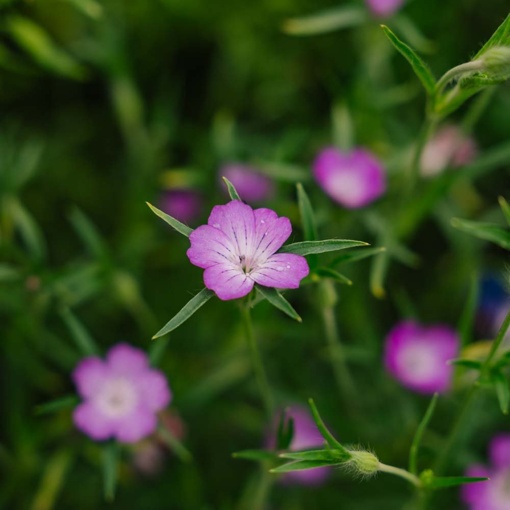 Kornrade Samen - 150 Biosamen