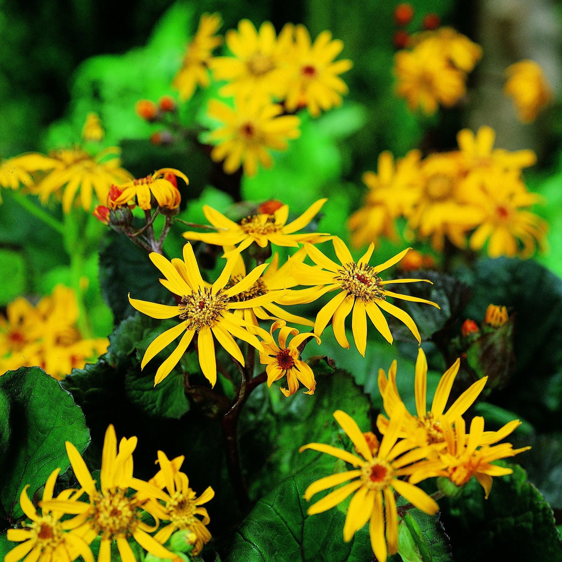 Kreuzkraut, Ligularia 'Desdemona'