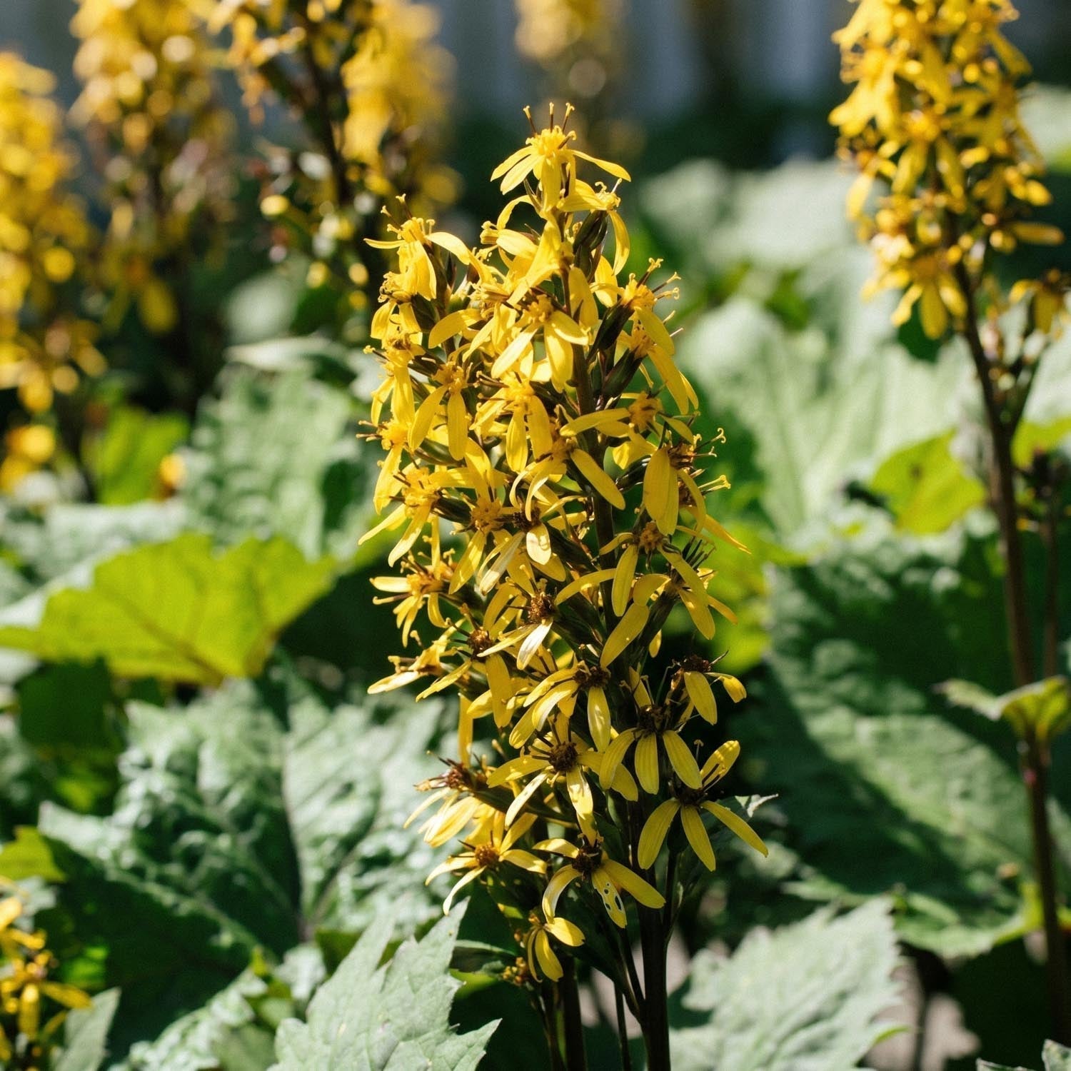 Kreuzkraut, Ligularia 'The Rocket'