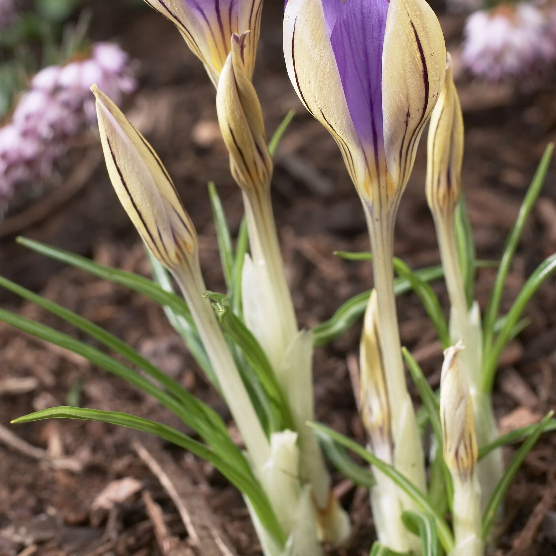 Krokus, Crocus 'De Jager'