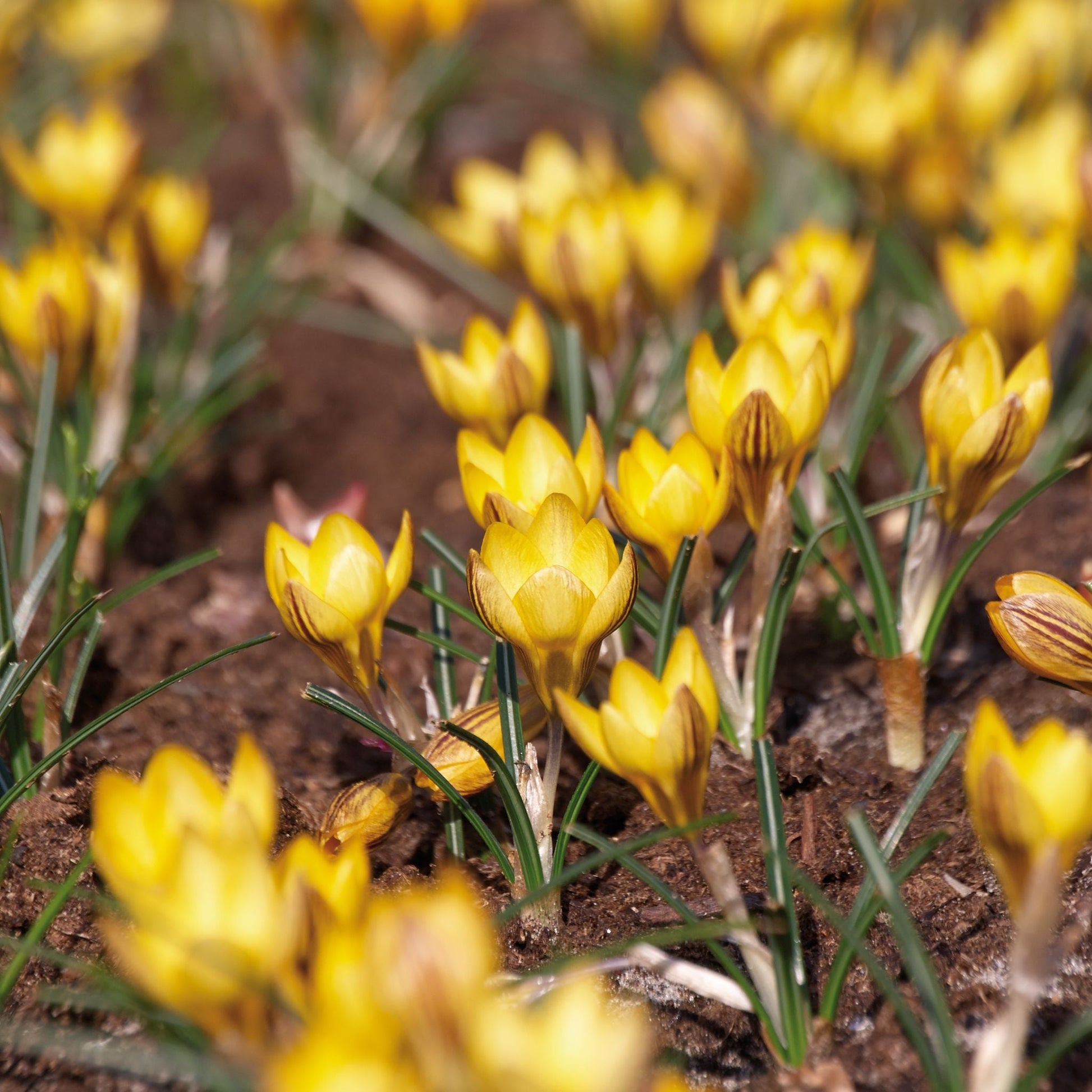 Krokus, Crocus 'Fuscotinctus'