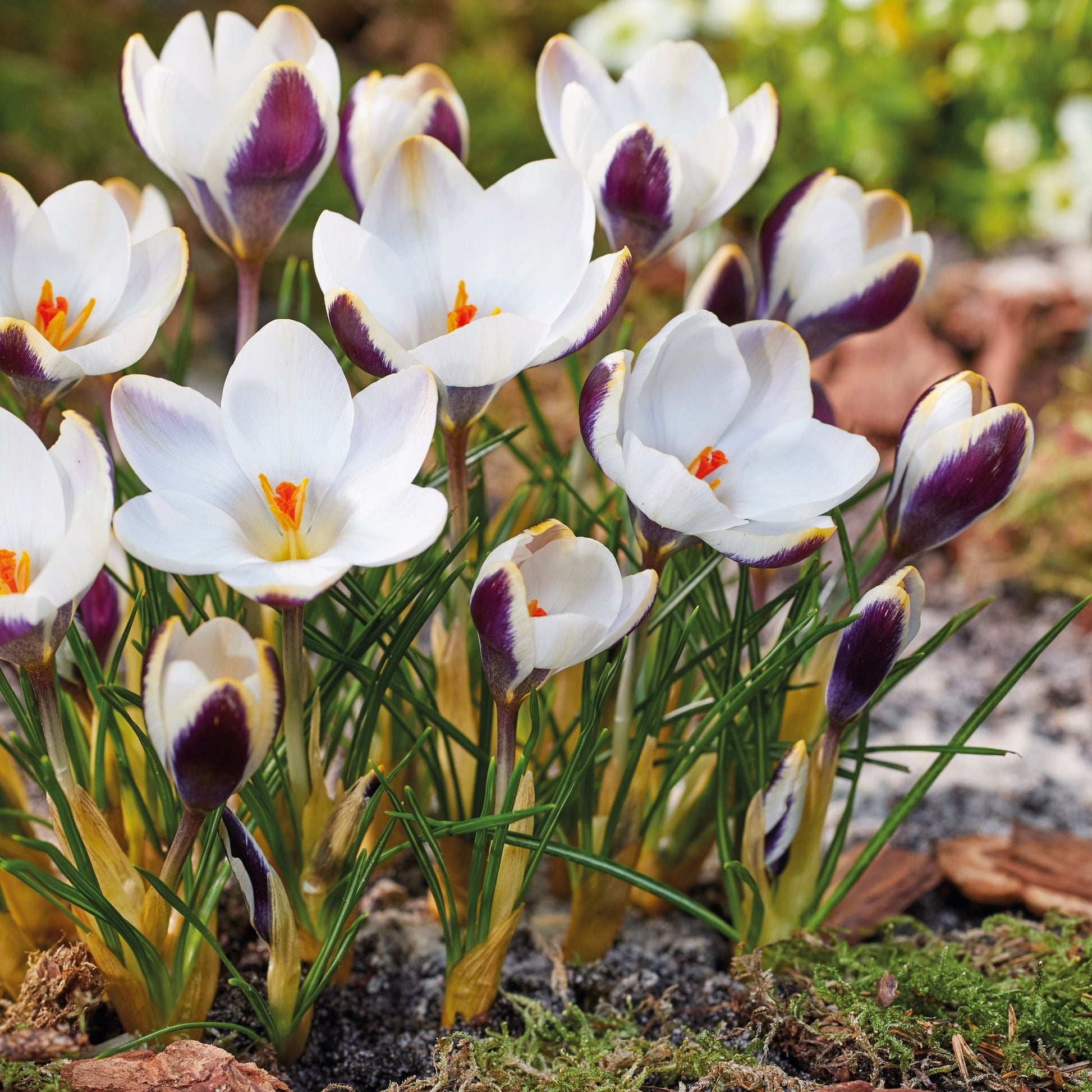 Krokus, Crocus 'Panda'
