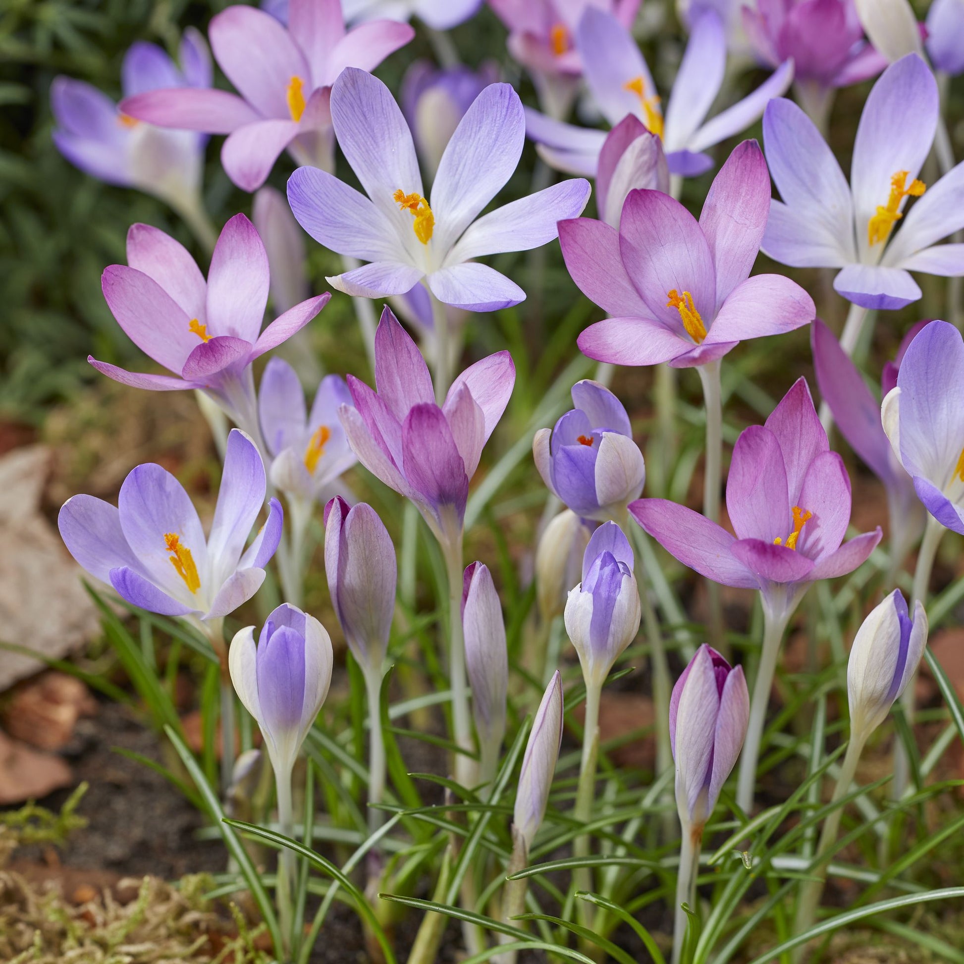 Krokus, Crocus 'Roseus'