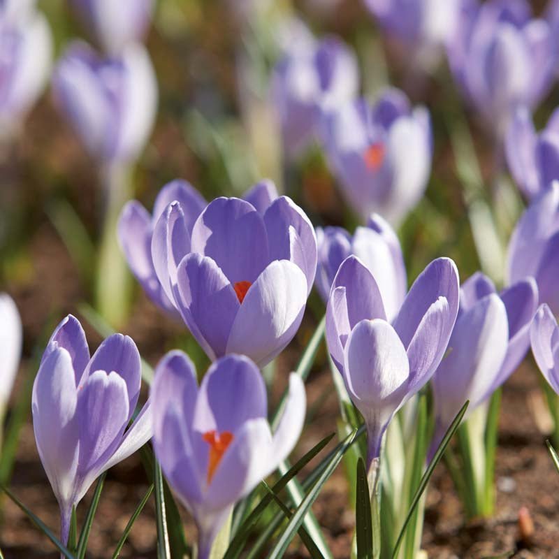 Krokus 'Vanguard'