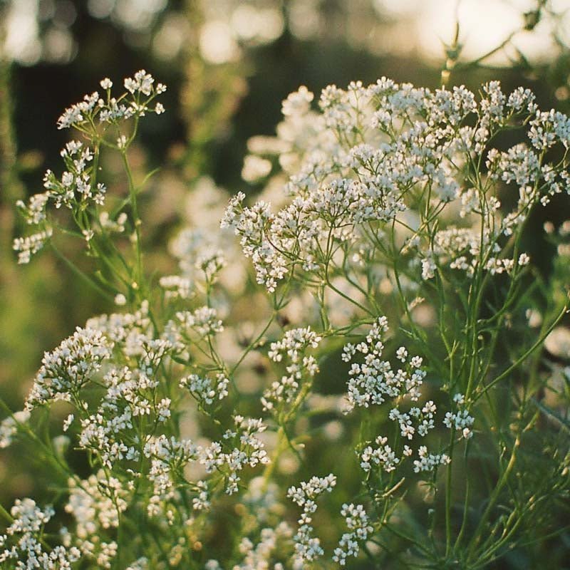 Kümmelsamen - 500 Biosamen