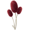 Wiesenknopf wurzelnackt / Sanguisorba
