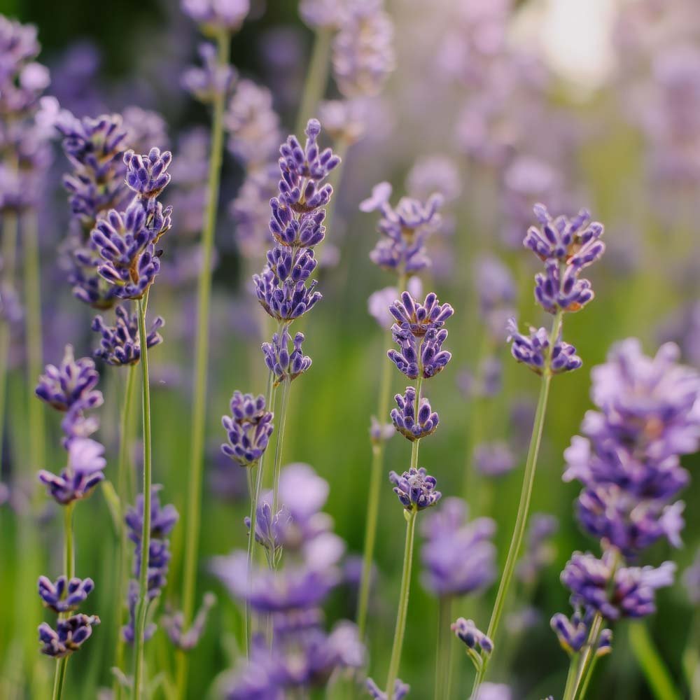 Lavendel Samen 'Lavendel' - 200 Biosamen