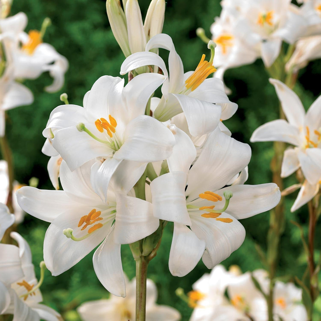Lilie 'Candidum'