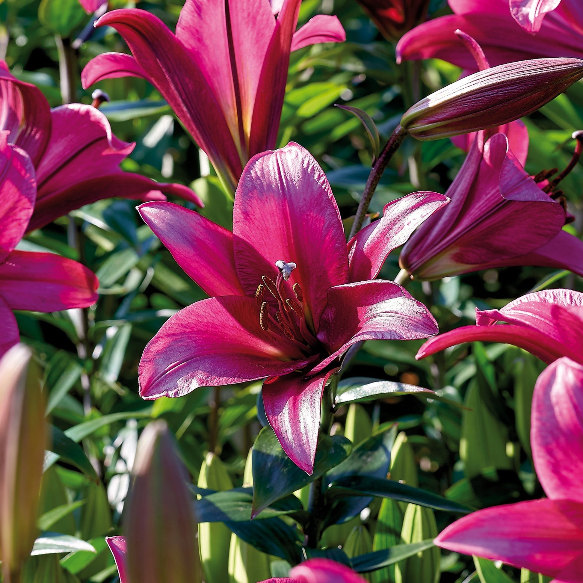 Lilie 'Purple Prince'