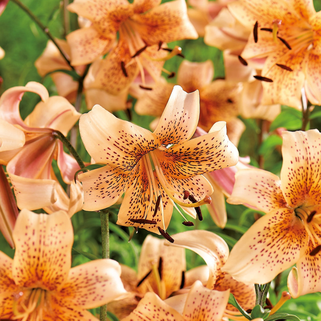 Lilie 'Tiger Babies'