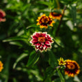 Liliput Zinnien Samen - 50 Biosamen