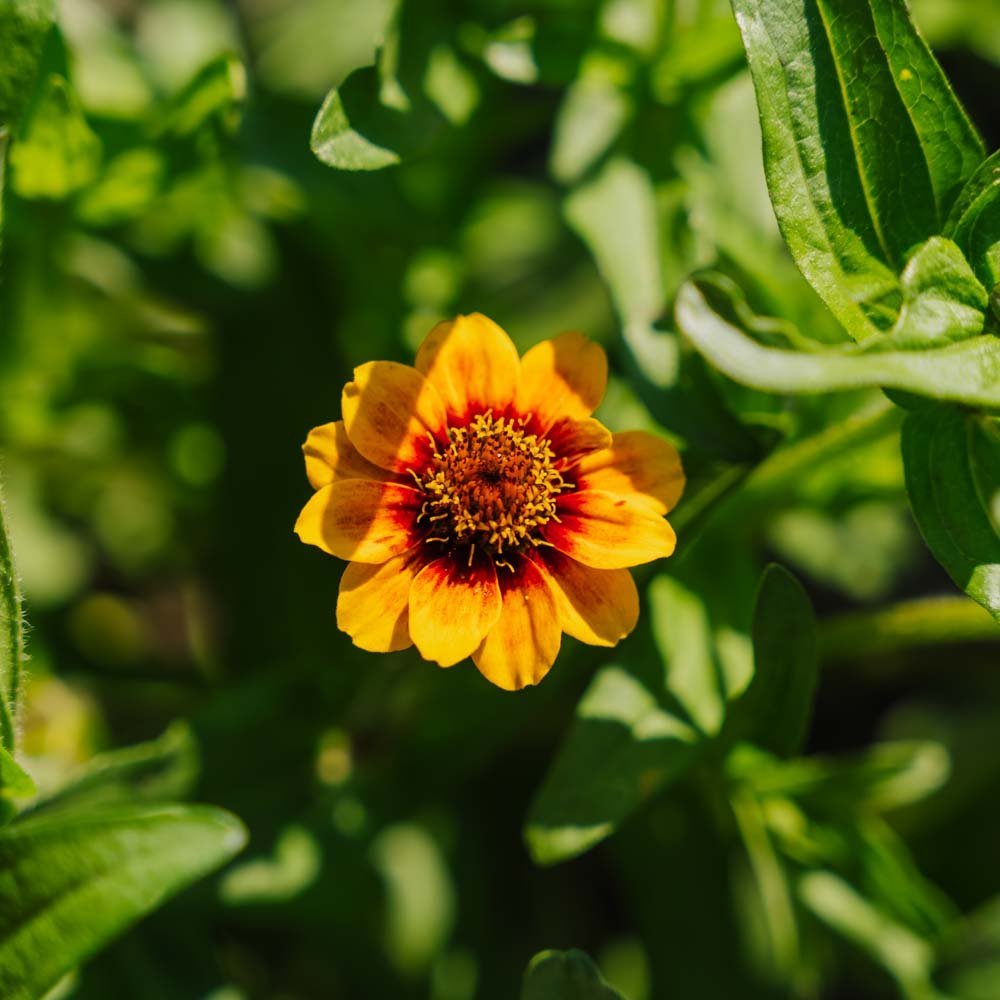 Liliput Zinnien Samen - 50 Biosamen