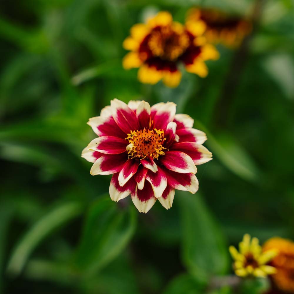 Liliput Zinnien Samen - 50 Biosamen
