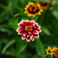Liliput Zinnien Samen - 50 Biosamen