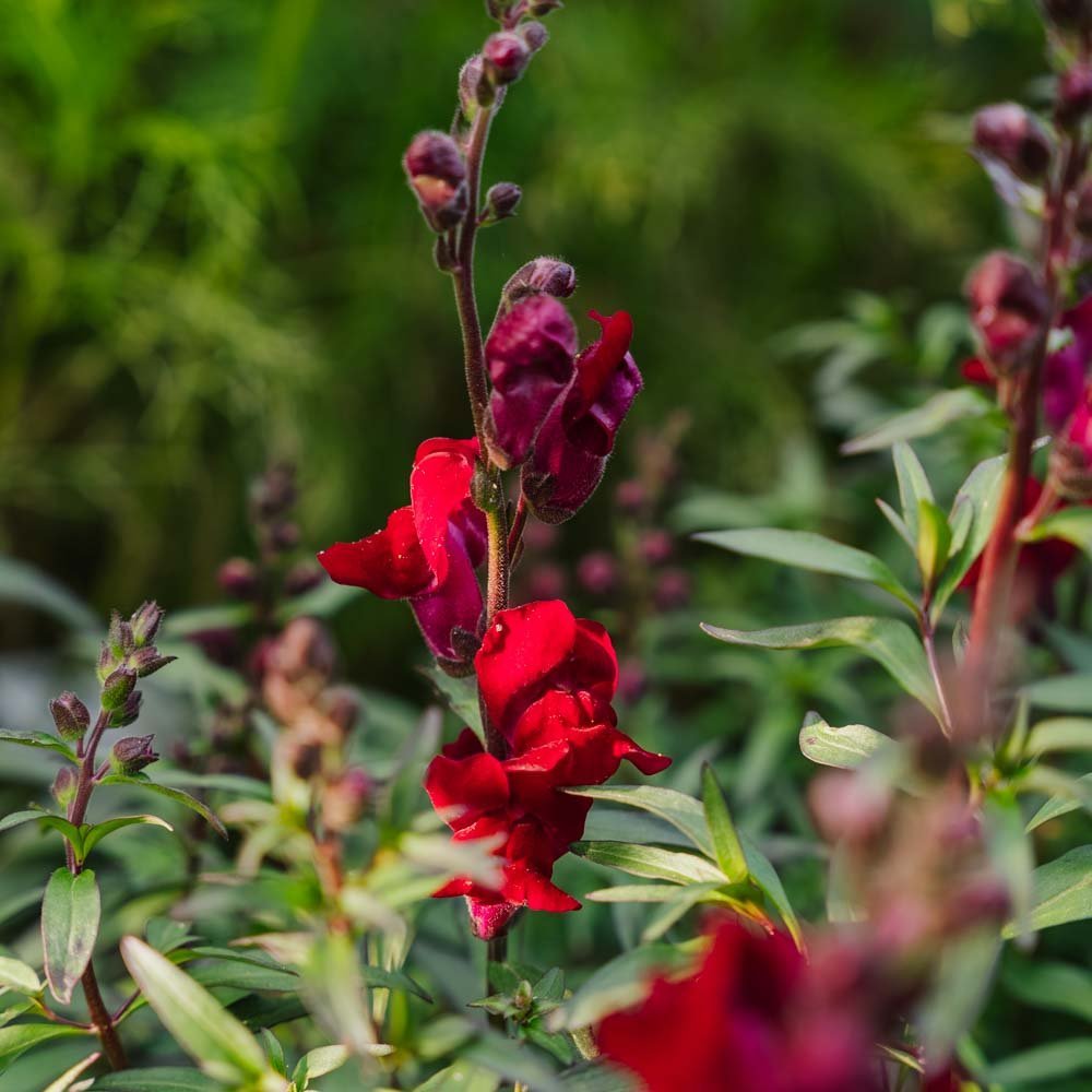 Löwenmäulchen Samen 'Black Prince' - 100 Biosamen